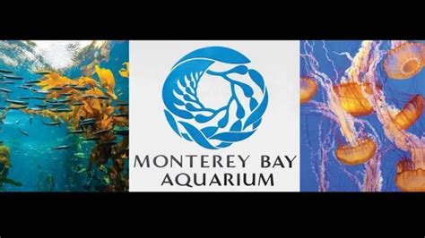 groupon monterey|How to Get Discount Monterey Bay Aquarium Tickets: Insider .